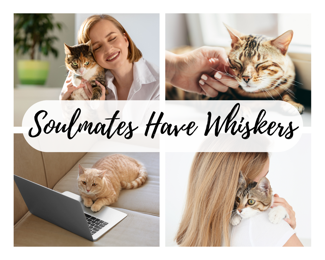 Why Cats Make the Best Soulmates