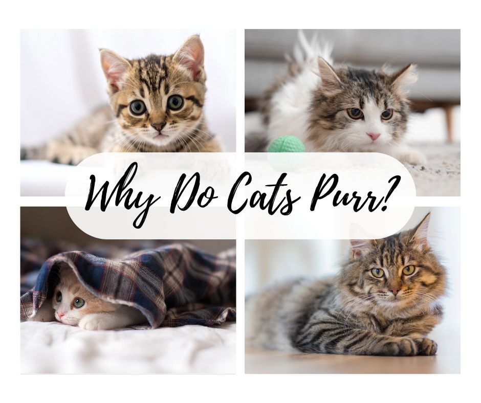 Social media graphic for Purrkiss titled "Why Do Cats Purr?" featuring a collage of cats showing different behaviors like hiding, playing, and relaxing to illustrate the many meanings of a cat's purr.